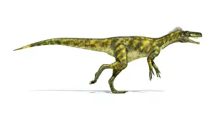 Ladinian: Herrerasaurus dinosaur on white background