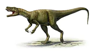 Carnian: Herrerasaurus ischigualastensis, a prehistoric era dinosaur