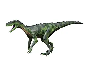 Ischigualastensis: Herrerasaurus is a theropod dinosaur from the Late Triassic