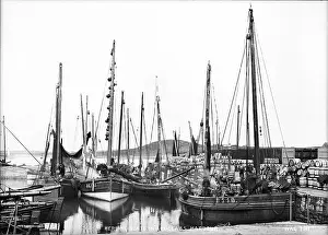 Herring: Herring Boats in Ardglass Harbour