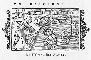 Haul: HERRING FISHING 1555
