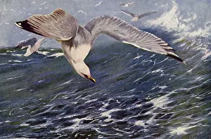 Swoops: Herring Gull