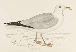 Gulls: HERRING GULL (MORRIS)