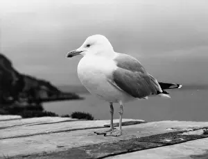 Argentatus: Herring gull on a wall, Brixham, Devon