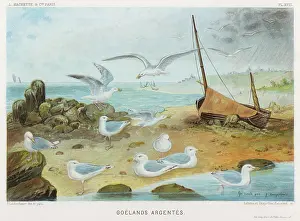 Gulls: HERRING GULLS