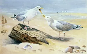 Benger: Herring Gulls