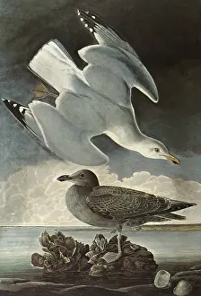 Gulls: Herring Gulls