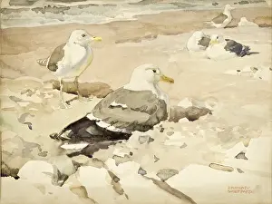 Gulls: Herring Gulls