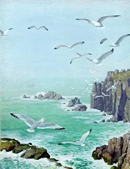 Gulls: Herring Gulls over rocky coast