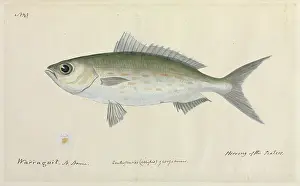 Ray Finned: Herring illustration