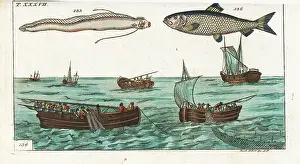 Regalecus: Herring, oarfish and drift-net fishing