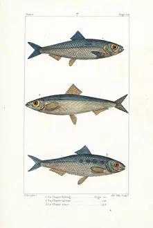 Sardine: Herring, sprat and shad