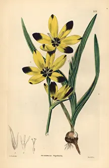 Sheathed: Hesperantha vaginata