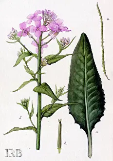 Damask: Hesperis matronalis