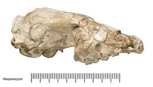 Palaeo: Hesperocyon