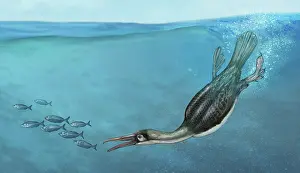 Photo Researchers: Hesperornis ancient bird, illustration