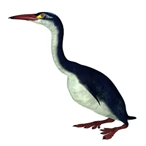 Flightless: Hesperornis aquatic bird, side view on white background