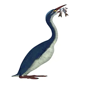 Hungry: Hesperornis bird with fish in its beak