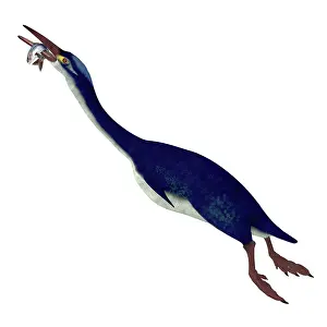 Hungry: Hesperornis bird with fish in its beak