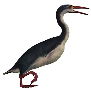 Avian: Hesperornis, a genus of flightless birds from the ?