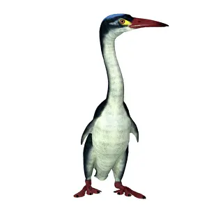 Campanian: Hesperornis prehistoric bird, front view on white background