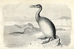 Regalis: Hesperornis regalis