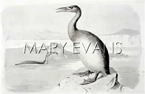 Regalis: HESPERORNIS REGALIS
