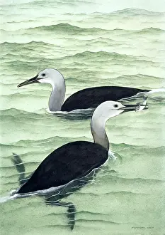 1914 1987: Hesperornis regalis, cretaceous bird