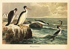 Tiere Der Urwelt: Hesperornis regalis, extinct flightless bird, Cretaceous