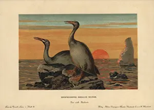 Regalis: Hesperornis regalis, extinct genus of flightless