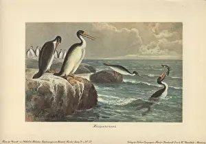 Regalis: Hesperornis regalis, a species of ancient flightless