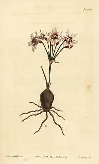 Glittering: Hessea cinnamomea