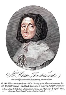 Hester: HESTER TRADESCANT