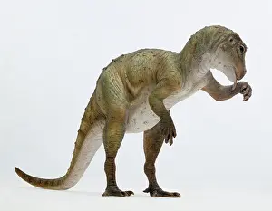 Quadrupedal: Heterodontosaurus