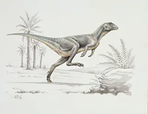 Locomotion: Heterodontosaurus