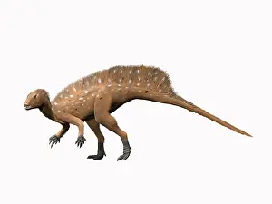 Heterodontosaurus: Heterodontosaurus dinosaur