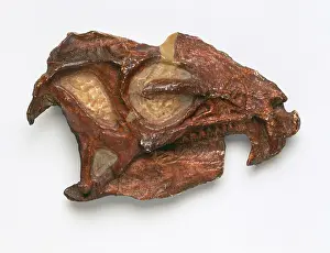 Quadrupedal: Heterodontosaurus skull