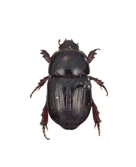 Scarab: Heteronychus arator, black beetle