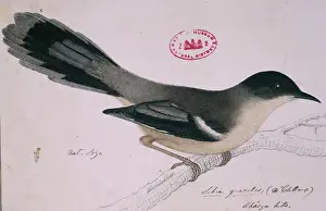 1800 1874: Heterophasia gracilis, grey sibia
