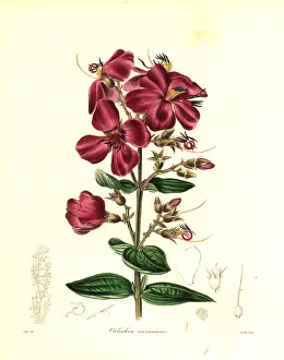 Henslow: Heterotis canescens