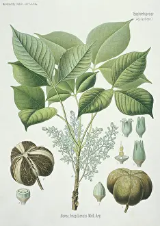 Euphorbiaceae: Hevea brasilensis, rubber tree