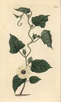 Bicolor: Hewittia malabarica