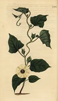 Convolvulus: Hewittia malabarica