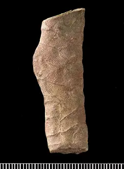 Bryozoan: Hexagonella, bryozoan