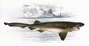 Blunt: Hexanchus griseus, a species of shark
