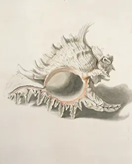 Gastropod: Hexaplex duplex, African murex