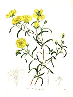 Henslow: Hibbertia cunninghamii