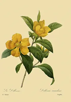 Scandens: Hibbertia scandens