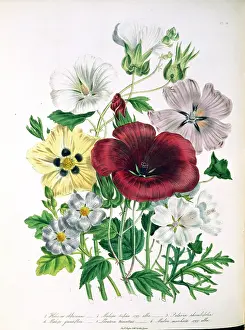 Loudon: Hibiscus africanus, bladder katmia