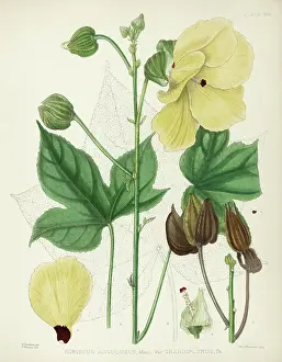 Hibiscus: Hibiscus angulosus grandiflorus, yellow hibiscus flower